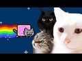 Nyan Cat - Real Cats Cover by Kartiv2 