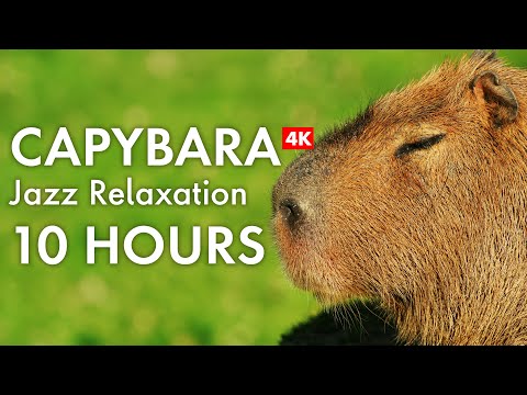 Relax with Capybaras in 4K | 10 HOURS