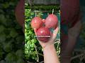 How To Choose The Right Fruit Fruit Tropicalfruit Passionfruit