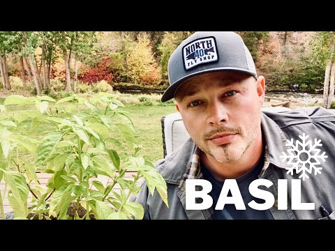 Will Basil Survive Winter