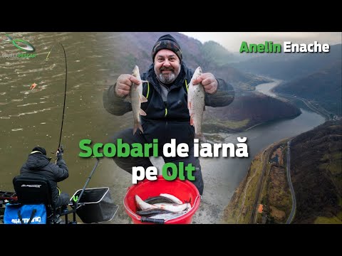 Pescuit la Feeder la Scobar pe Olt | Anelin Enache | MarelePescar