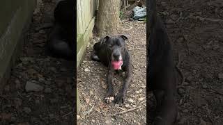 Video preview image #1 American Pit Bull Terrier-Labrador Retriever Mix Puppy For Sale in Jackson, MS, USA