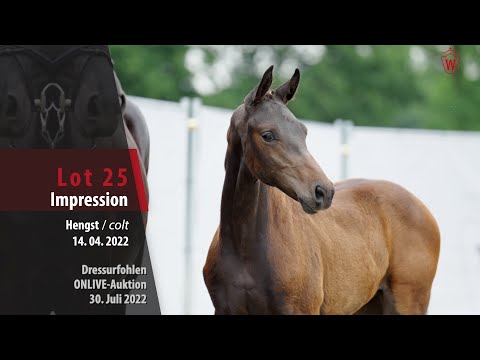 OnLive-Auktion Lot 25 Impression Hengst v. Infantino - Finest