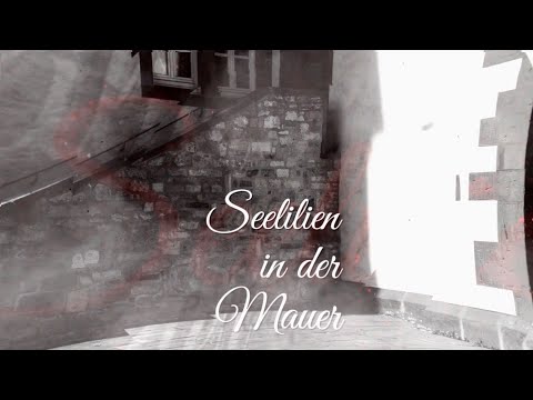 Seelilien in der Mauer im Schloss Salder