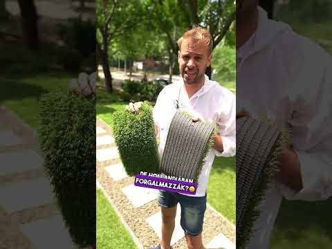 A Hollandiából érkezű műfű nem biztos, hogy az eredeti Holland Pázsit!