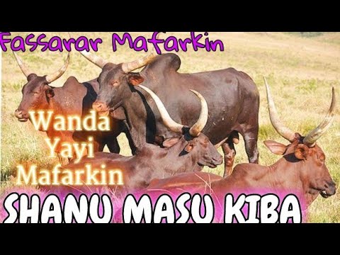 , title : 'Wanda Yayi Mafarkin Shanu Masu Kiba'