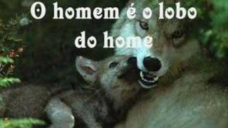 O LOBO PITTY (Vídeo Montagem)