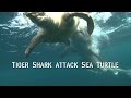 TIGER shark ATTACKS sea turtle | SHARKS