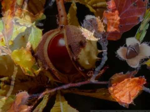 Chopin, Nocturne in D flat major, op.27, no.2, Alexis Weissenberg