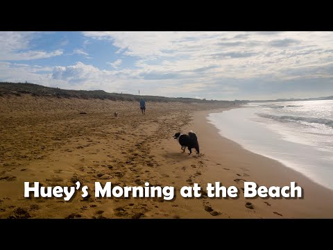 Huey the Border at Greenhills Beach