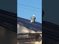 You spin me round bird meme