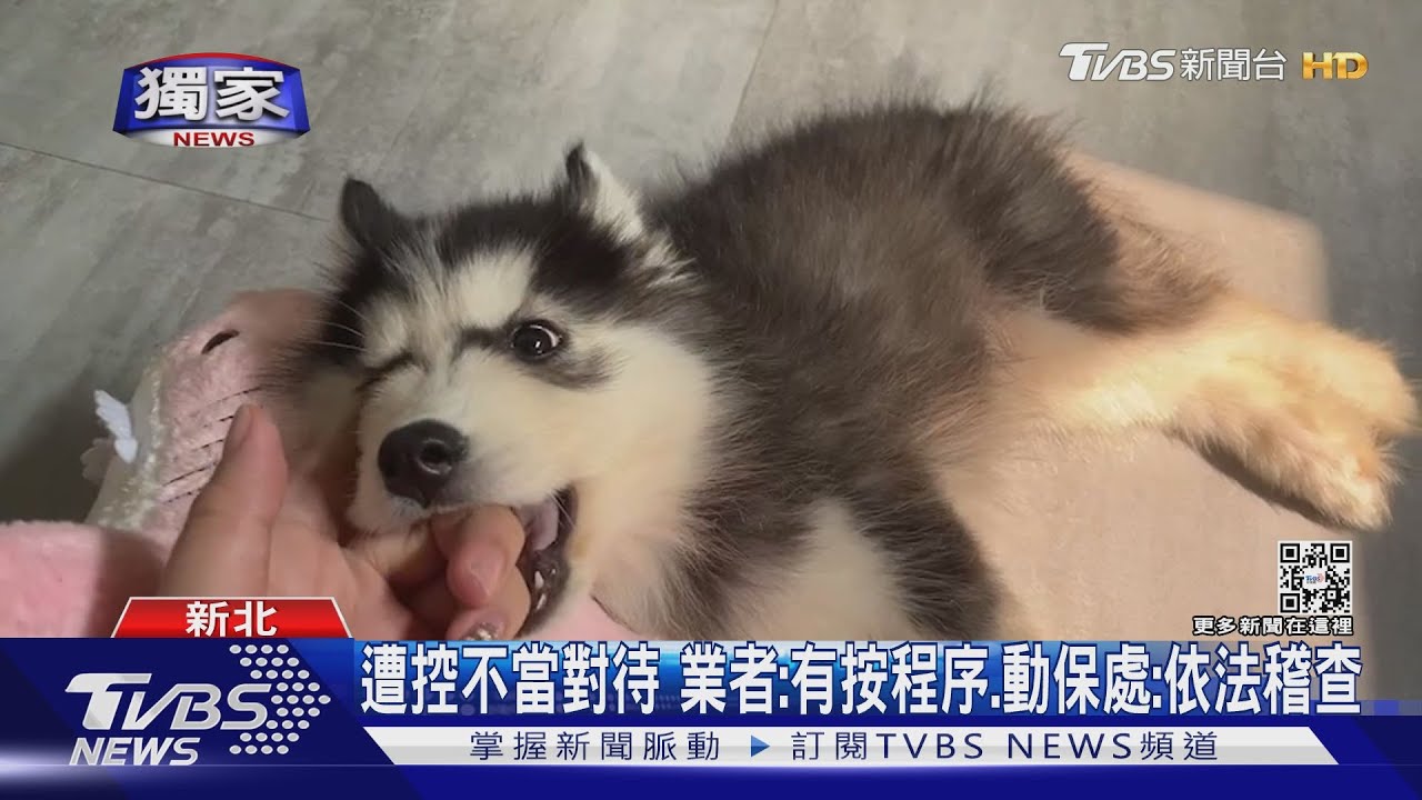 哈士奇過輕掌裂、氣管炎！　女控寵物店黑心賣病犬