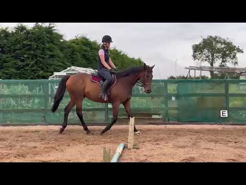Horse - Image 2