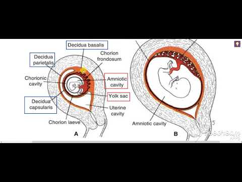 Chorion Decidua Placenta 2