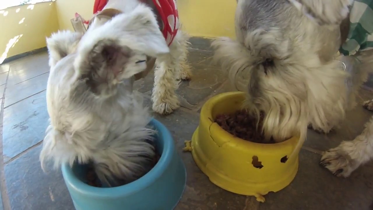 Como preparar alimentação natural para seus cães