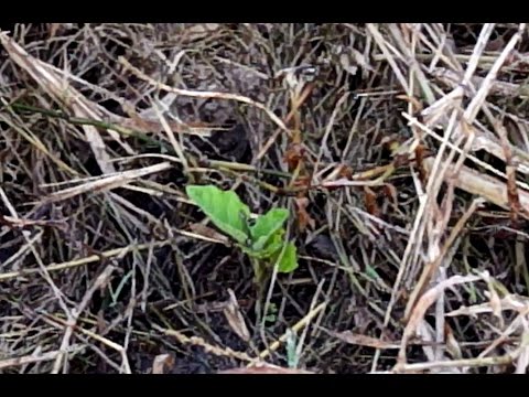 , title : 'Cero labranza para cultivo de hortalizas'