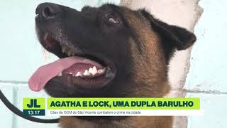 Cães da GCM de São Vicente localizam mais de 2 mil porções de drogas | JL