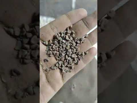 Ambadi Seeds - Hibiscus Seeds