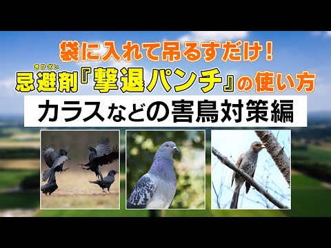 バルコニーからハトを追い払う方法: ハトを遠ざけ、被害を避けるための 3 つの優れた方法  庭園