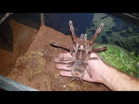 Handling Burgundy Goliath Birdeater Tarantula - Don't Try this at Home