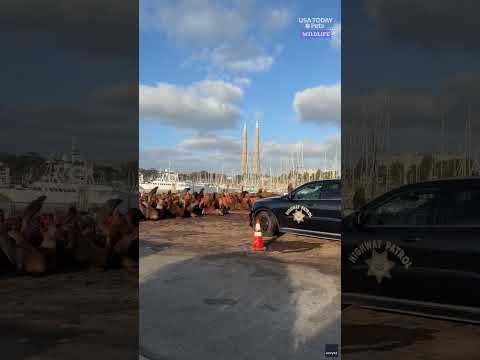 Police sirens clear sea lions from Monterey Bay roadway
