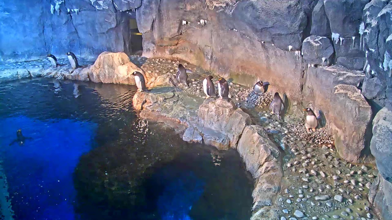 Penguin Cam Live | Pittsburgh Zoo & PPG Aquarium Webcam