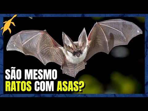 ORIGEM e EVOLUÇÃO dos MORCEGOS (Chiroptera)