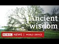 The English Oak Tree That Taught The World A Lesson BBC World Service