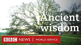 The English oak tree that taught the world a lesson - BBC World Service