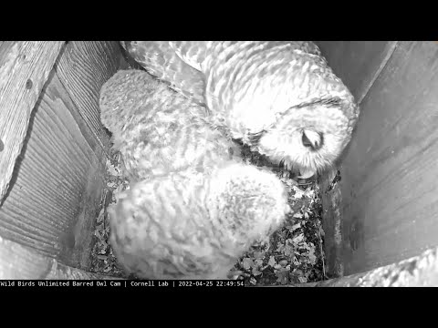 Owlets Get All-You-Can-Eat Crayfish At Barred Owl Nest Box – April 26, 2022