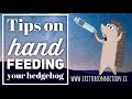 Hand Feeding a Hedgehog with Syringe