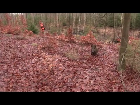 Spotkałem myśliwych - odcinek 186 Polowania dewizowe z ogarami polskimi.  Trzeci dzień - szarża