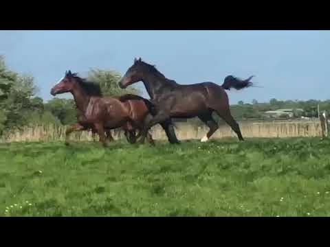 Cyber Z   Cornado 11 x Vleut