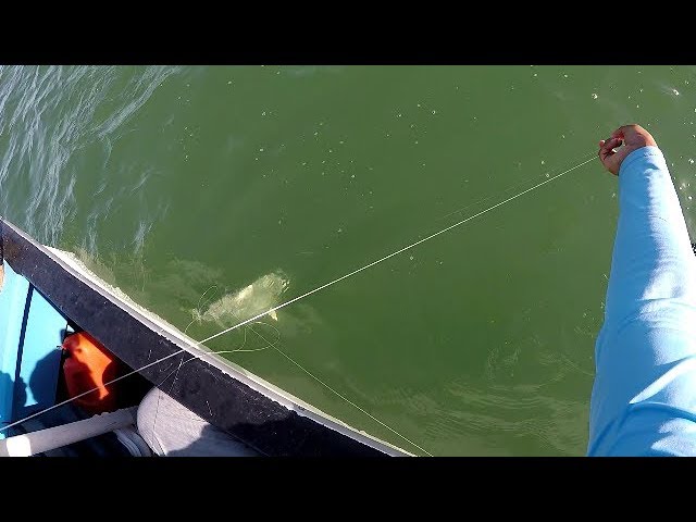 HANDLINE FISHING FRENZY! Multi-species in the Shallows - Inshore Fishing, Trinidad