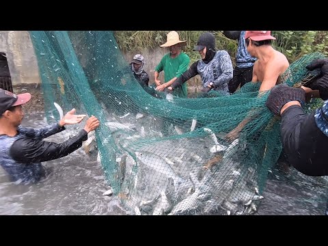 EP173 - Pag-ani ng Bangus sa Kasagsagan ng Bagyo | Catch 'n Cook | Occ. Mindoro