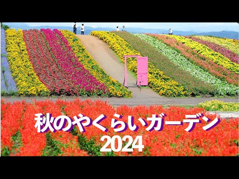 園芸 ホロホロヒョウモン、タゲリの卵、メレアガー、チェッカーボードヒョウモン、コシグロレ、マーシュチューリップ