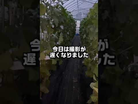 メロンが熟して食べられるかどうかはどうやってわかりますか?家庭菜園家と購入者のためのヒント  庭園