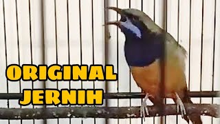 Download lagu Cucak Cungkok Gacor | Suara Original Jernih | Masteran Handal | Nembak mp3