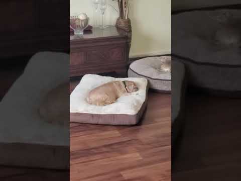 Max is snoring again and Chase can't sleep. @TonyBakerComedy