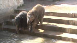 preview picture of video 'Baylor building up courage to swim'