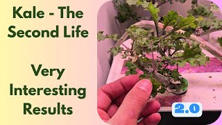 Scarlet Kale - The Second Life - Growing in Spider Farmer Hydroponics System