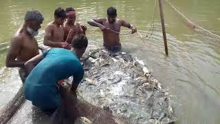 পেনে মাছচাষ কার্যক্রম