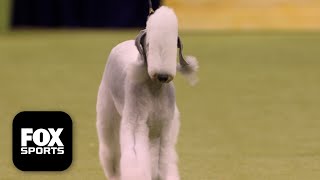 The Terrier Group 🐕 2026 Westminster Dog Show gameplay video by alucas, 38:40 duration