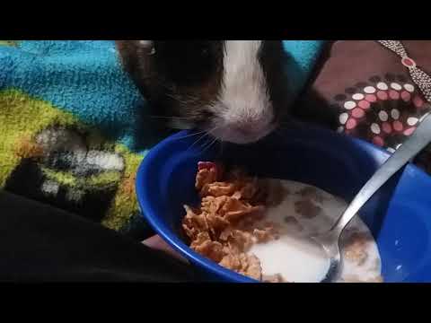 YouTube video about: Can guinea pigs eat cereal?