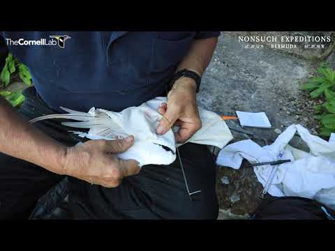 Tropic Bird Health Check with surprise chick!