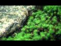 (黃慧音) Imee Ooi - Guna - Ratna Dharani (功德宝山神 ...