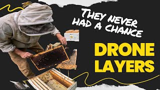 Crashing Swarm Captures, Fixing Problem Colonies