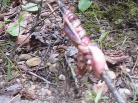 Pathfinder Advanced Scout Class Documentary