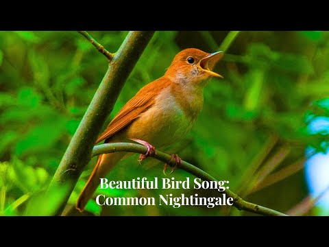 Best Singing Bird in the World | Common NIGHTINGALE Bird Singing in the Forest