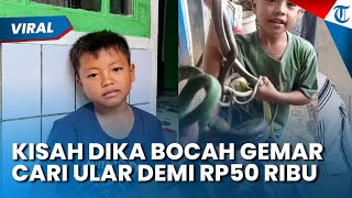 VIRAL SOSOK DIKA! Bocah 10 Tahun Gemar Tangkap Ular Dijual Rp50 Ribu, Didatangi Panji Petualang